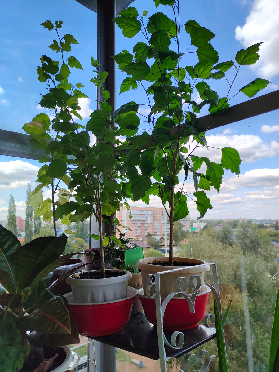 Гибискусы, кротон