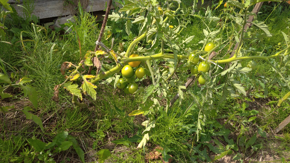 Этим   сортом  даже дожди и фитофтора    не  смогли   сгубить