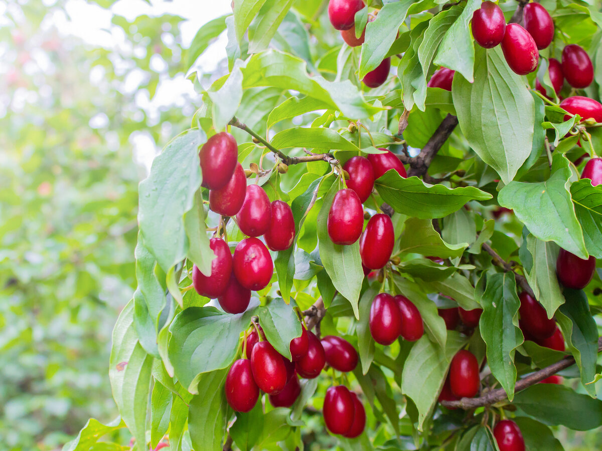 Olha Trotsenko/Shutterstock