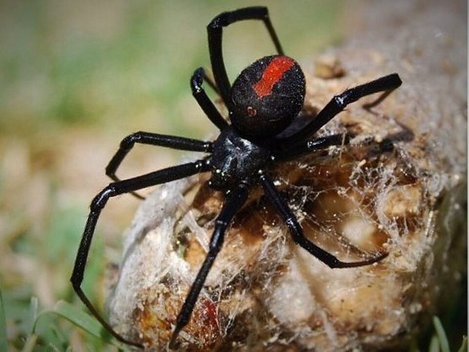 Австралийская вдова