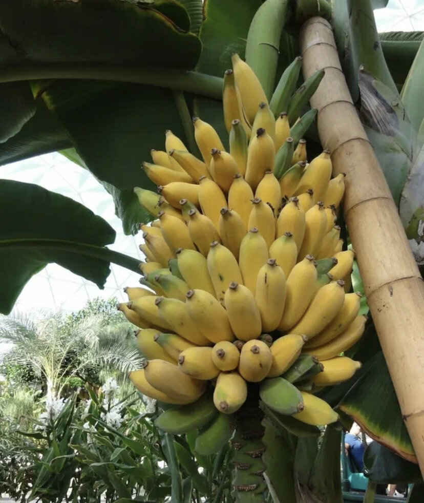 Фото из источника интернет.