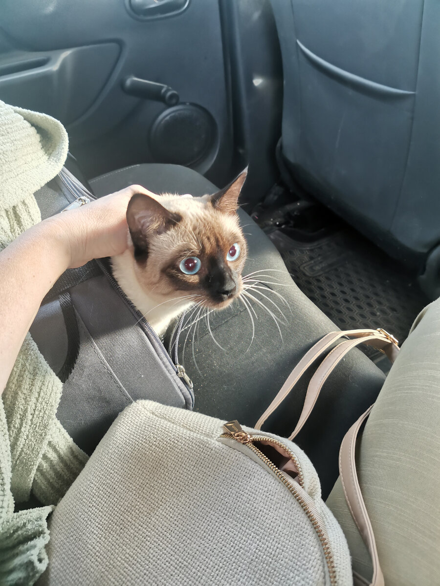 Мэва едет на прием