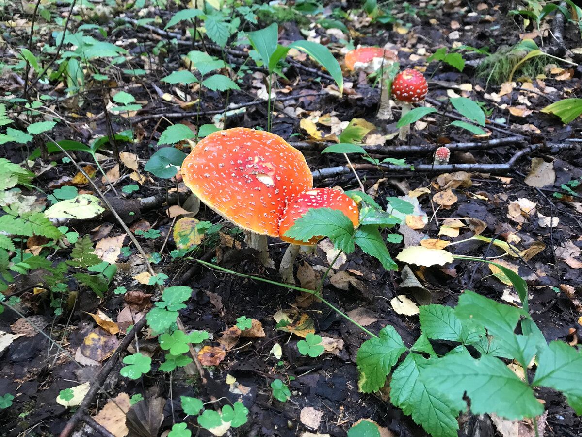 Мухоморчики, как украшение леса