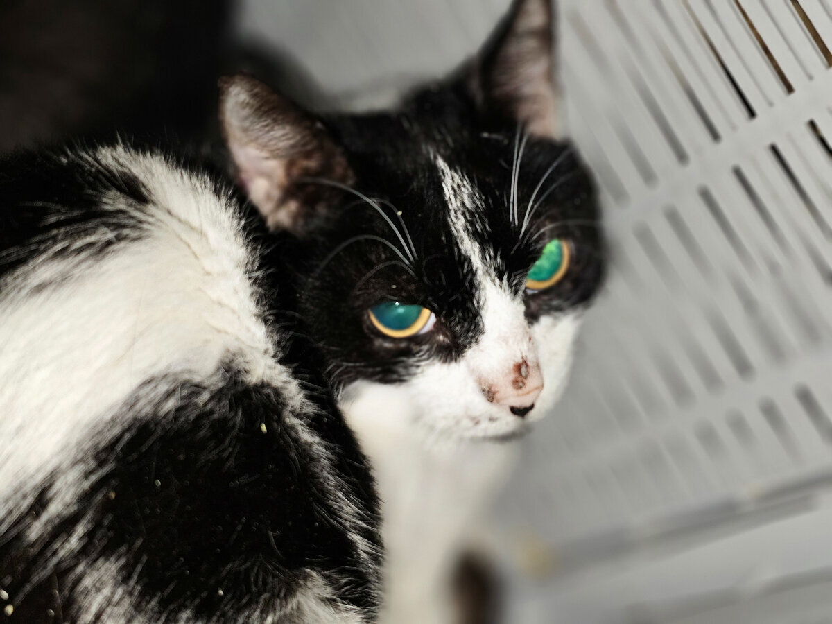 Чику выбросили на улицу вместе с братьями и сестрами. Дети их таскали по улице. Мне удалось его спасти