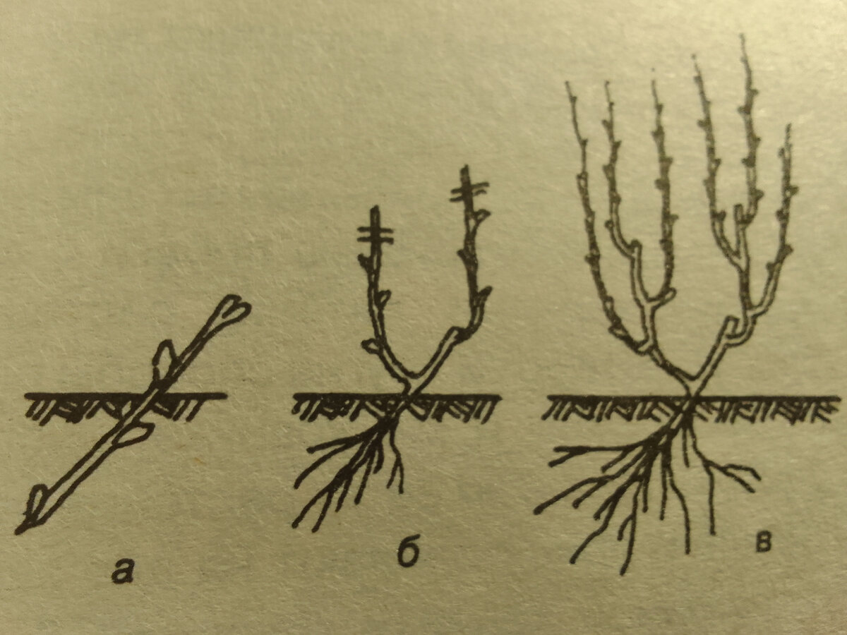 Как размножить смородину от куста летом. Размножение смородины отводками. Схема посадки смородины. Формирование смородины на штамбе. Посадка крыжовника.