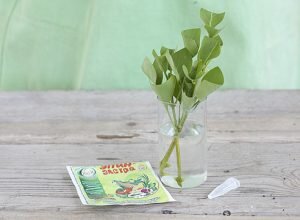 Черенки заготавливаются опытными садоводами исключительно с тех растений, которые отличаются чистотой сорта и отсутствием «примесей». Маточное растение должно получать хороший уход, соответствующие подкормки, регулярный полив по режиму. Очень аккуратно вносить удобрения – важно не перекормить ими сирень, ведь это может привести к росту жировых побегов в большом количестве, которые, как известно, непригодны в качестве черенков. К тому же подобного эффекта следует ожидать при сильной обрезке.