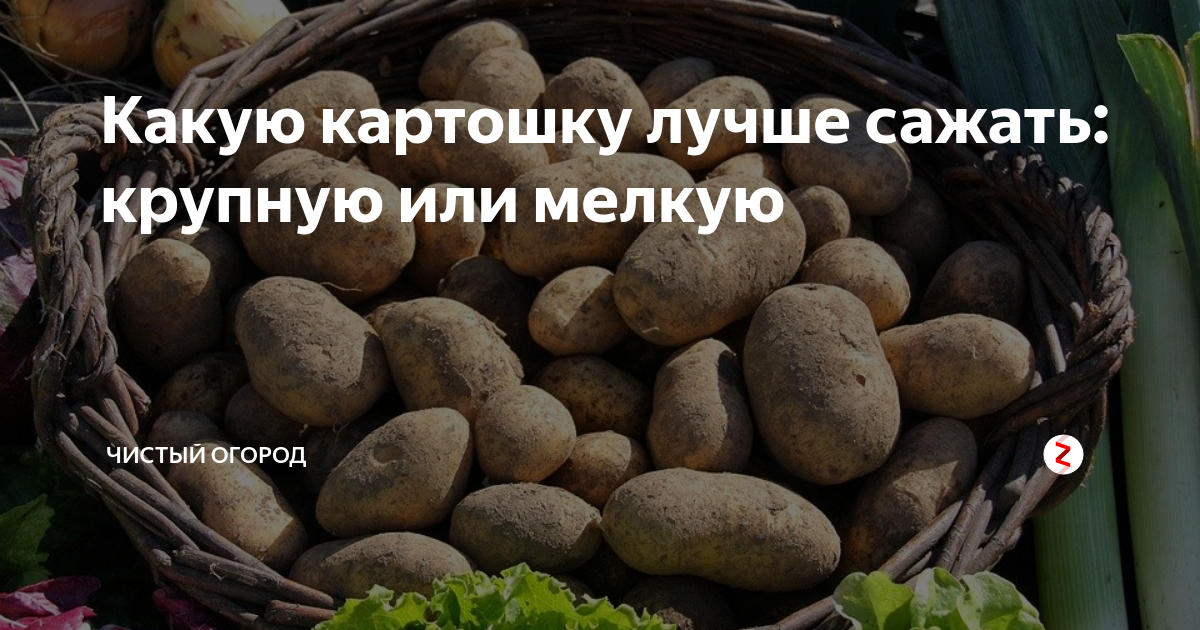 Какую картошку лучше сажать. Какую картошку лучше сажать крупную или мелкую отзывы. Тест какая ты картошка. Как сажать крупный картофель.