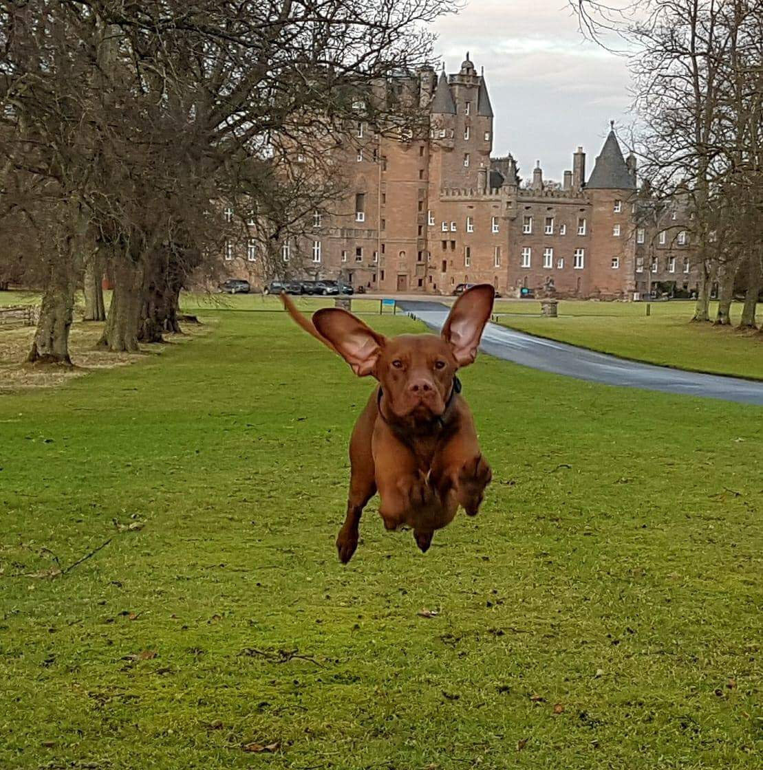 Фото © facebook/Zander The Flying Dog