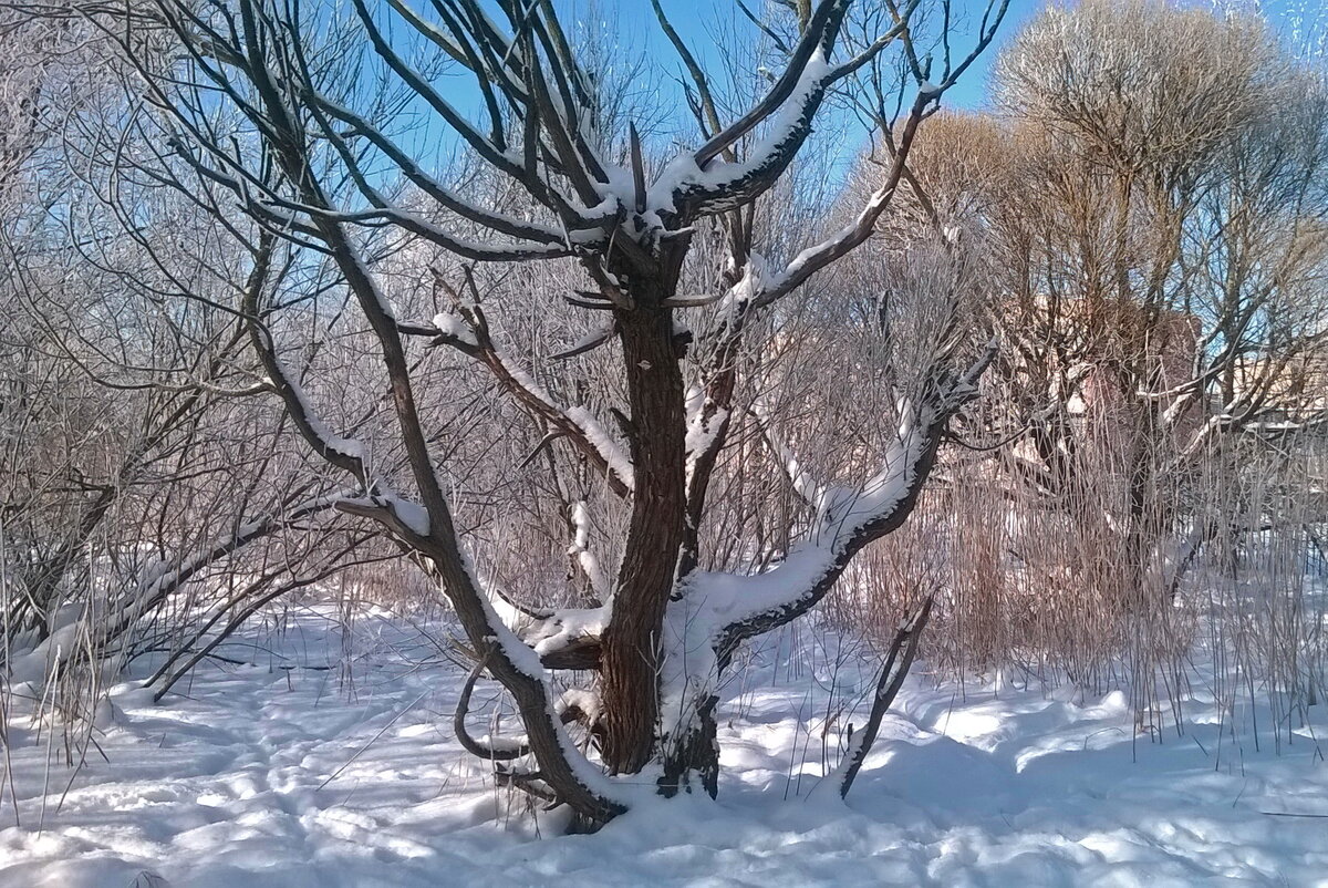 Дерево из сказки