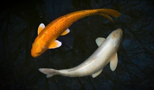 Фото 1. Добиться единства разума и души трудно, но возможно; это вопрос тренировки