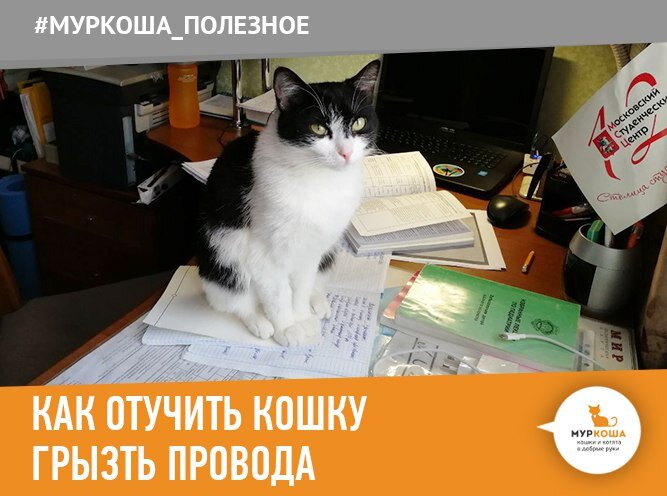 Как отучить кота мяукать. Как отучить котенка грызть провода. Методы отучения кошки грызть провода. Как отучить кота грызть провода. Почему коты грызут провода как отучить.