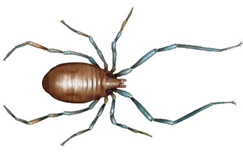 Клещи-сенокосцы – это вид членистоногих, обитающий в тропиках и субтропиках. Название пошло от строения задних лап, которые своей длинной и массивностью напоминают сенокосилки. Сам клещ достигает в размере до 3 мм и считается одним из самых крупных среди собратьев. Его голова совмещена с грудью, образовывая единую, отделенную от брюха, часть. В рацион таких клещей входят споры грибов, пыльца и другие, более мелкие насекомые.