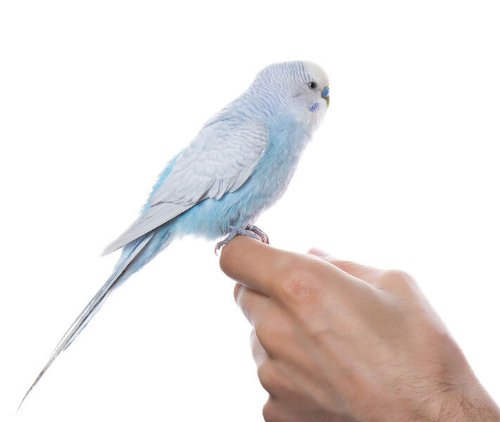 Этот род попугаев пользуется большим спросом у покупателей благодаря доступной цене, привлекательному внешнему виду и своей «болтливости». Волнистые попугаи - любопытные и приветливые птицы, однако, пытаясь приручить волнистика, не стоит забывать о следующем: