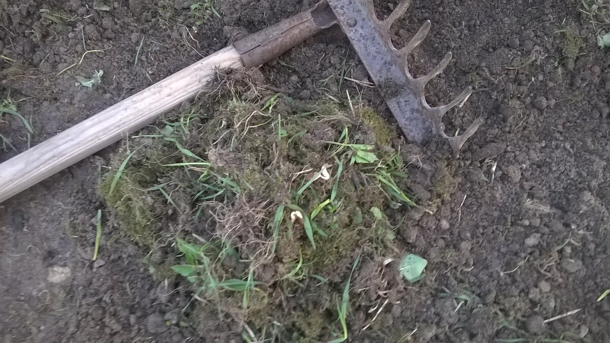 Собираем мох и сорняки граблями. Их гораздо больше, чем маленькая кучка на фото. Собираем просто граблями. 