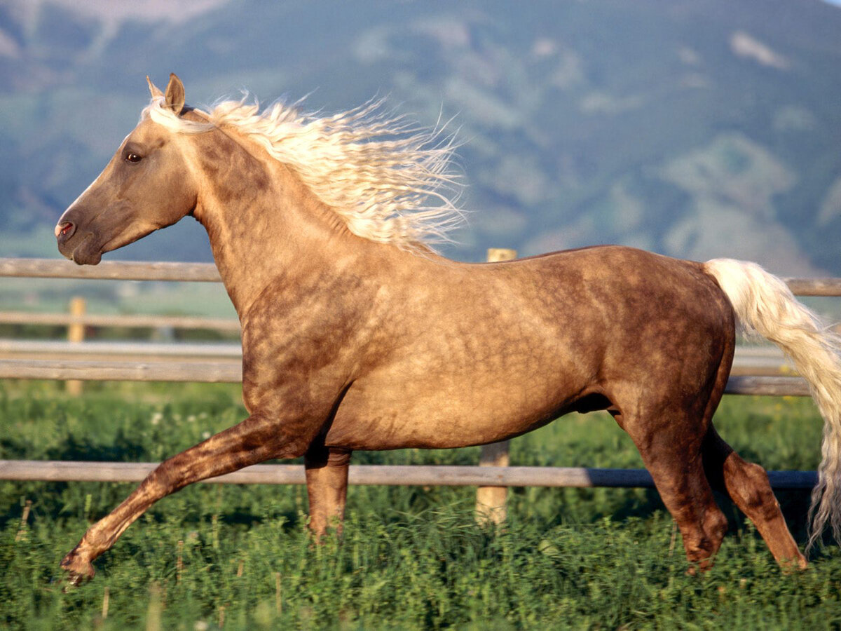 Масть лошади Palomino