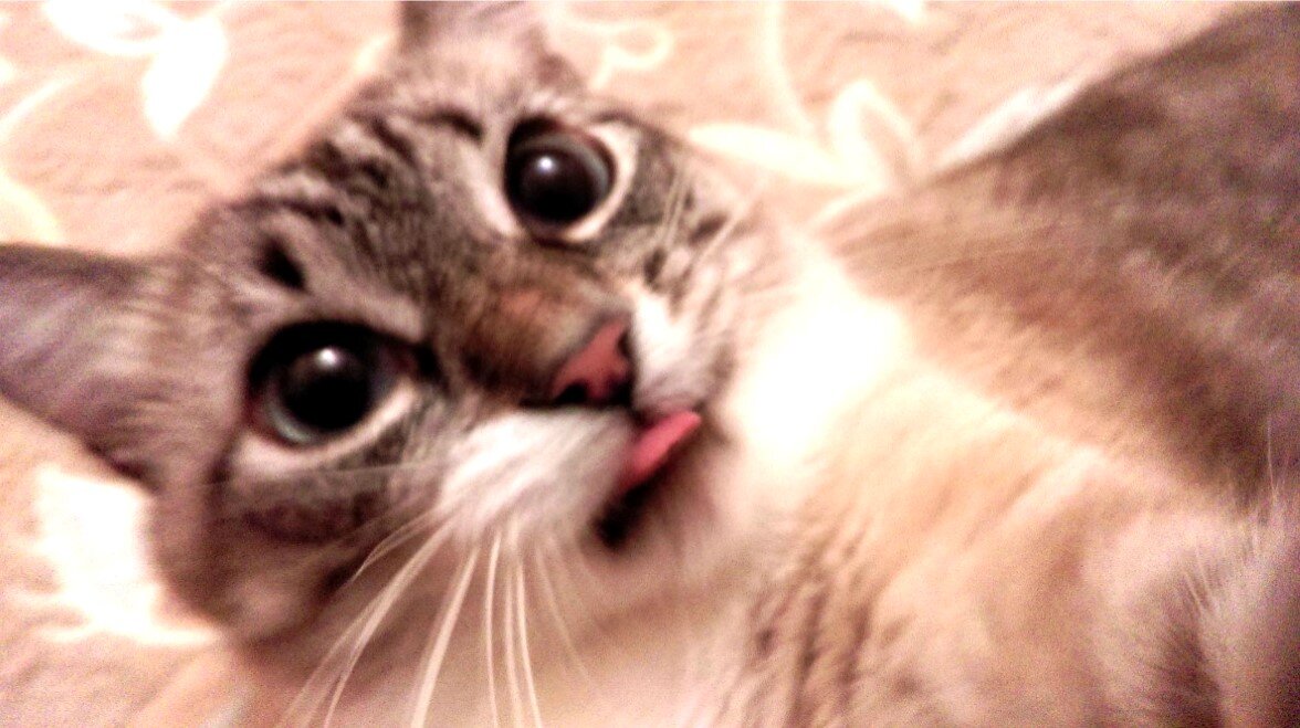 У меня депутатская неприкосновенность!