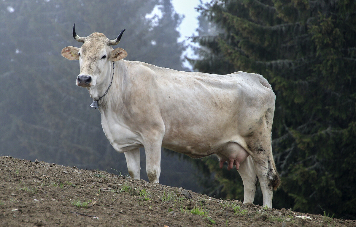 На шее коровы - ботало