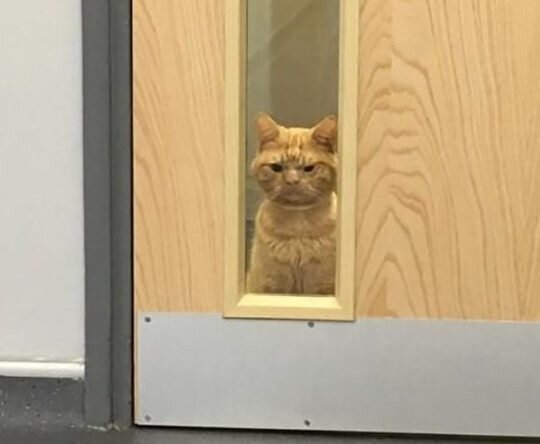 Мем с котом пора