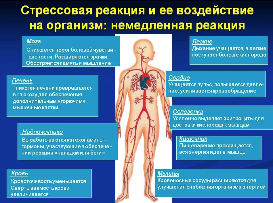 Влияние стресса на организм. Нарушения в органах при стрессе.. Болезни вызванные стрессом. Что происходит с организмом при стрессе.