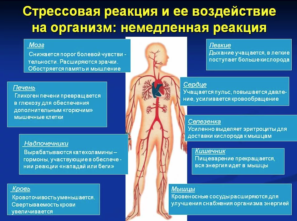 Как влияет стресс на организм человека проект