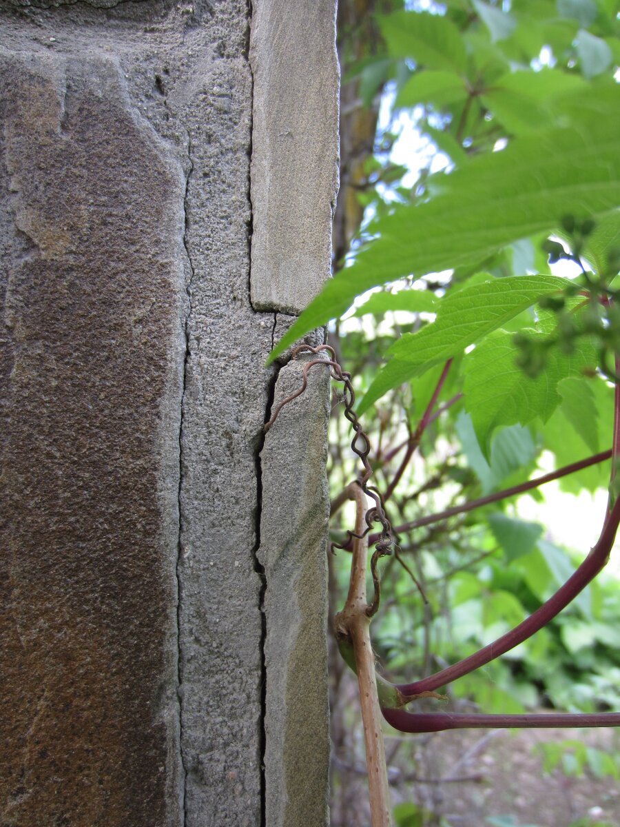 Дикий виноград на стене дома плюсы и минусы