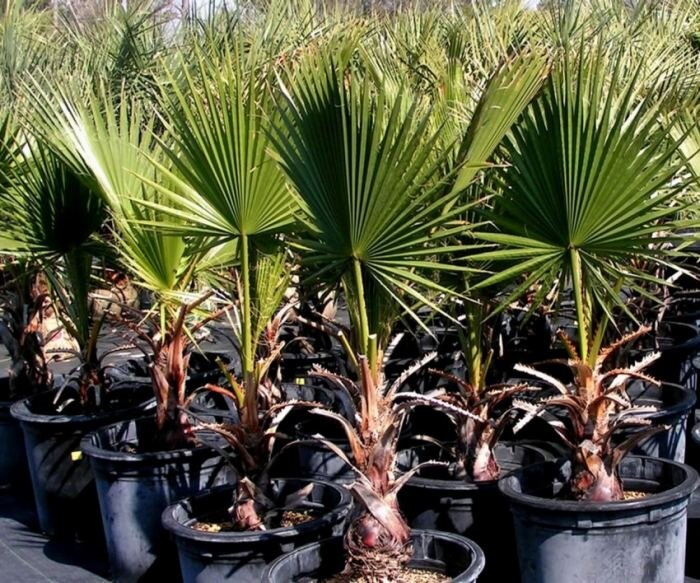 Вашингтония: уход за пальмой в домашних условиях, выращивание из семян