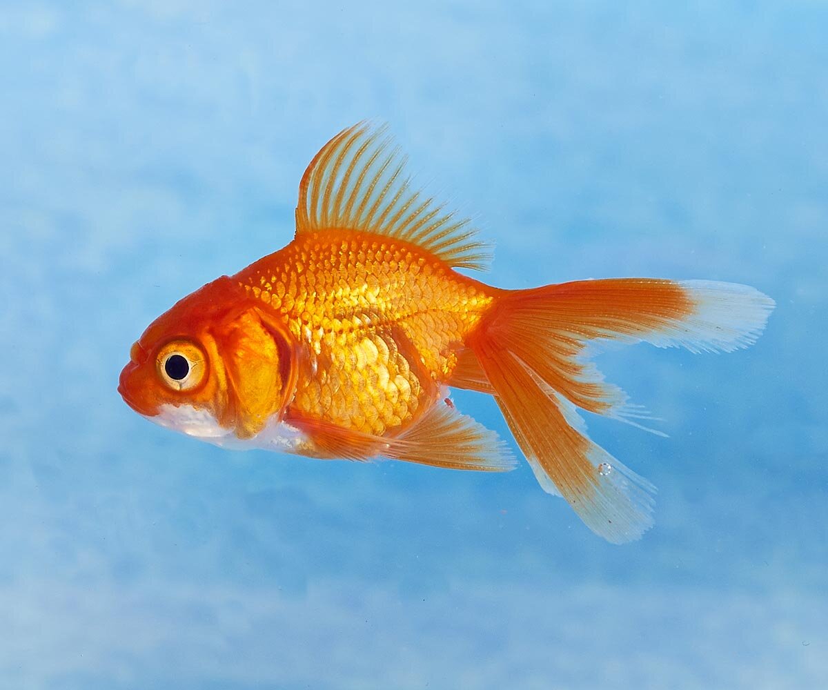 Аквариумная рыба золотая рыбка. Золотая Риукин красный. Риукин рыбка аквариумная. Золотые Риукин аквариумные рыбки. Веерохвост Золотая рыбка.