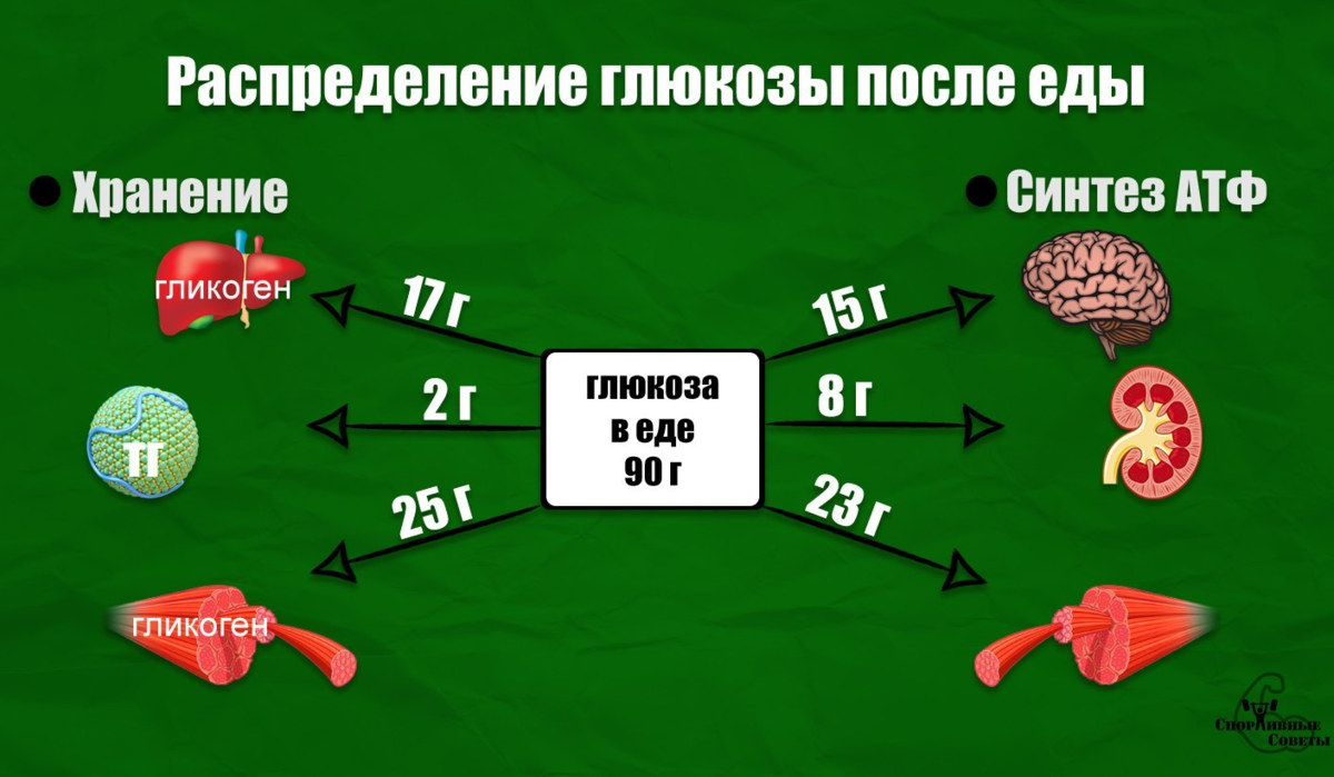 Запас гликогена в мышцах. Гликоген в мышцах. Запасы гликогена в организме. Распределение Глюкозы в организме. Запасы гликогена в мышцах