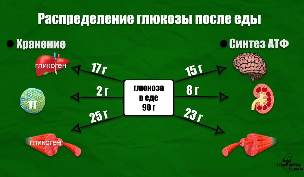 Схема процесса поддерживающего уровень глюкозы в крови при углеводном голодании