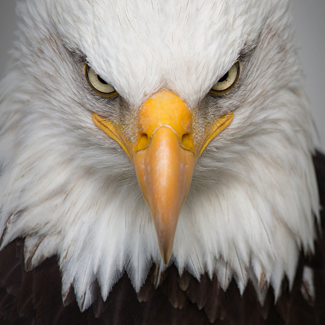 С некоторых пор в нашей стране стало модно встречать новый Год по китайскому календарю.  Поэтому все заранее знают что 2019 год - свиньи. Русский даже не задумывается, о корнях такого летоисчесления. А корни то дальневосточные и к нашим славянским традициям отношения не имеют. 