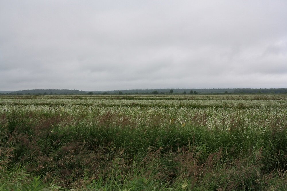Урочище Падас. Цветет донник белый