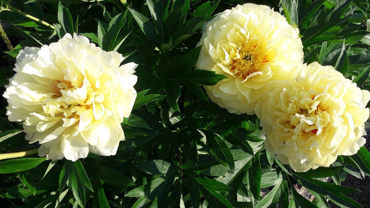 На фото: пион ИТО-гибрид Бартзелла