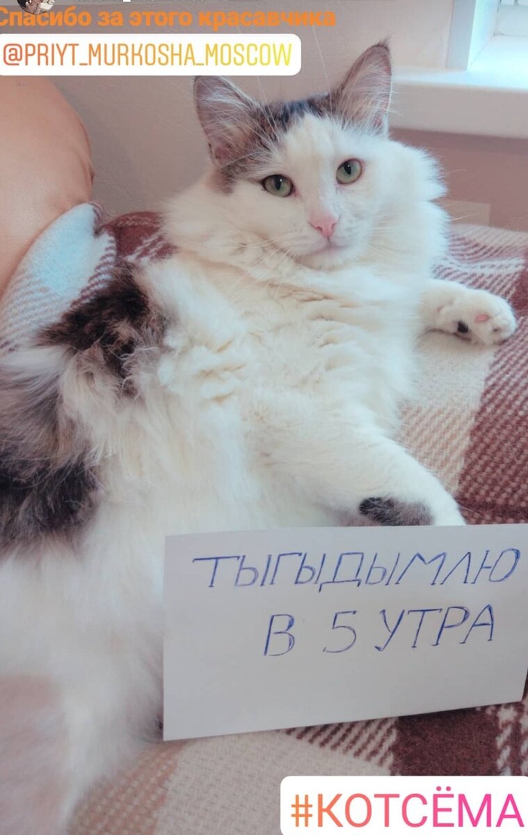 Котик Коба (теперь Сэм) уехал домой (фото из дома)