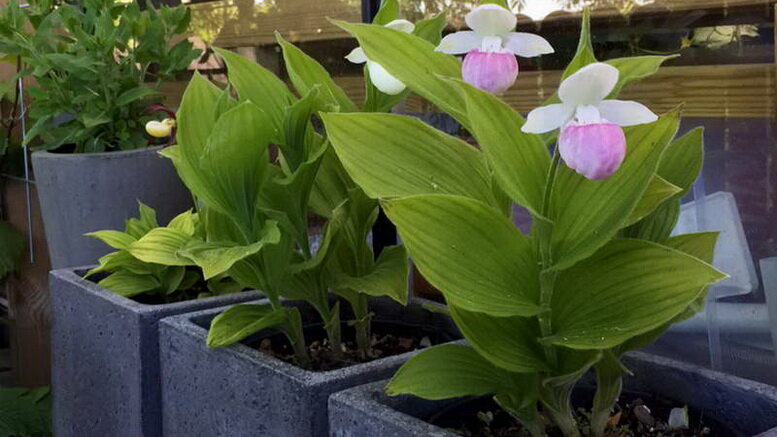 Ботаническое название орхидеи башмачок — циприпедиум Cypripedium