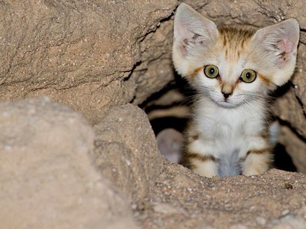 Барханный кот: Самый мелкий вид кошек | Книга животных | Дзен