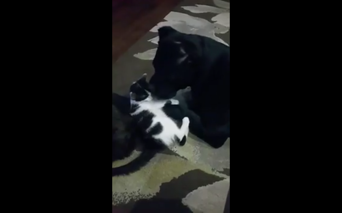 Стоп-кадр с видео Натальи Зимогляд.