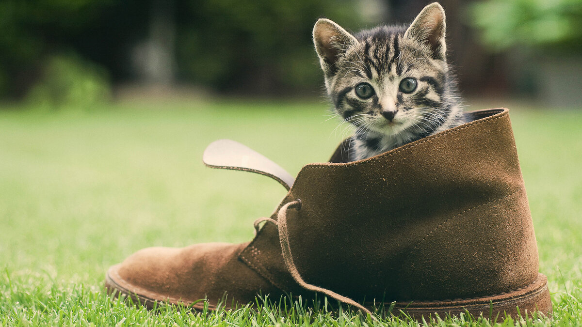 Обувь для котов: за и против