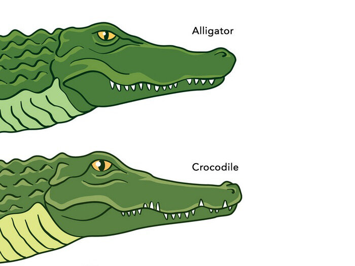 Как отличить аллигатора от других крокодилов? | Наташка Любопытная | Дзен