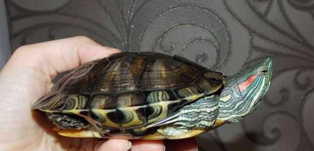 А если им купить мини-скейт, то они будут быстрее перебираться по квартире.