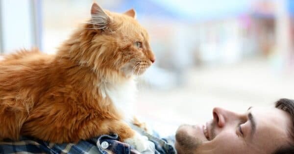 Как понять, что кошка вас любит? ТОП-23 простых признаков | Коты и кошки |  Дзен