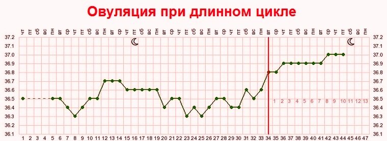 Месячные 32 года. Овуляция на 34 день цикла. Поздняя овуляция длинный цикл. При цикле 34 дня когда овуляция. Месячные цикл 34 дня.