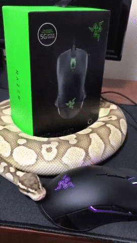 Можно на витрину ставить