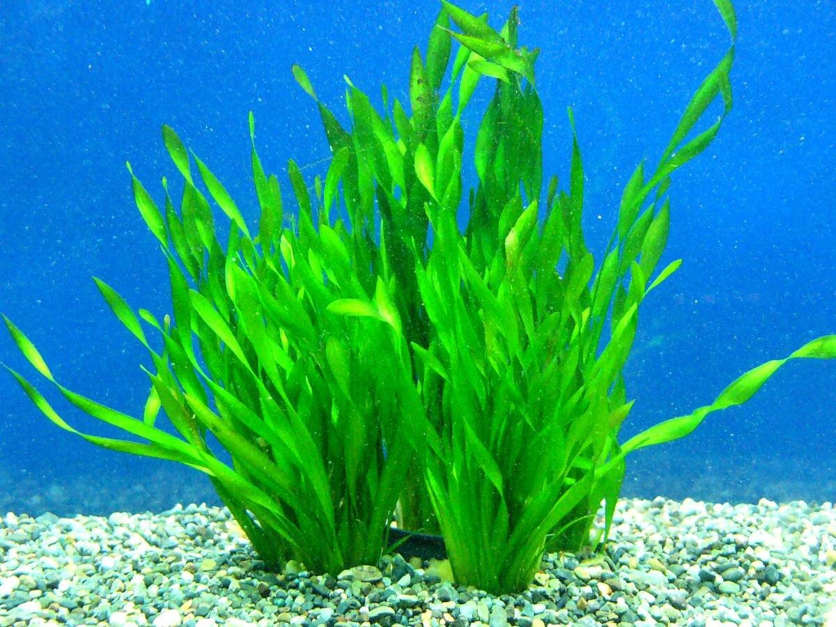 Валлиснерия аквариумное растение