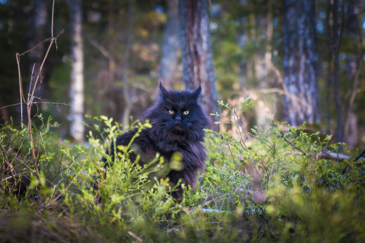 будь неожиданным, как кот в кустах черники))))