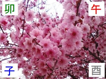 Цветок Персика - один из самых сильных инструментов Феншуй