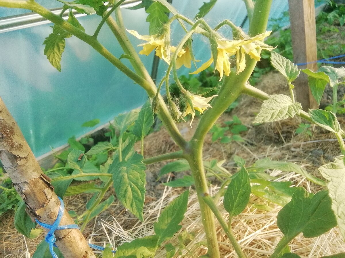Обработка томатов в теплице во время цветения