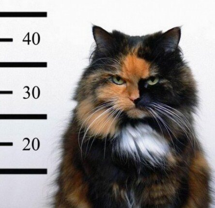 Вор должен сидеть в тюрьме! (с) Ну, или, хотя бы дома. Фото из сети Интернет.