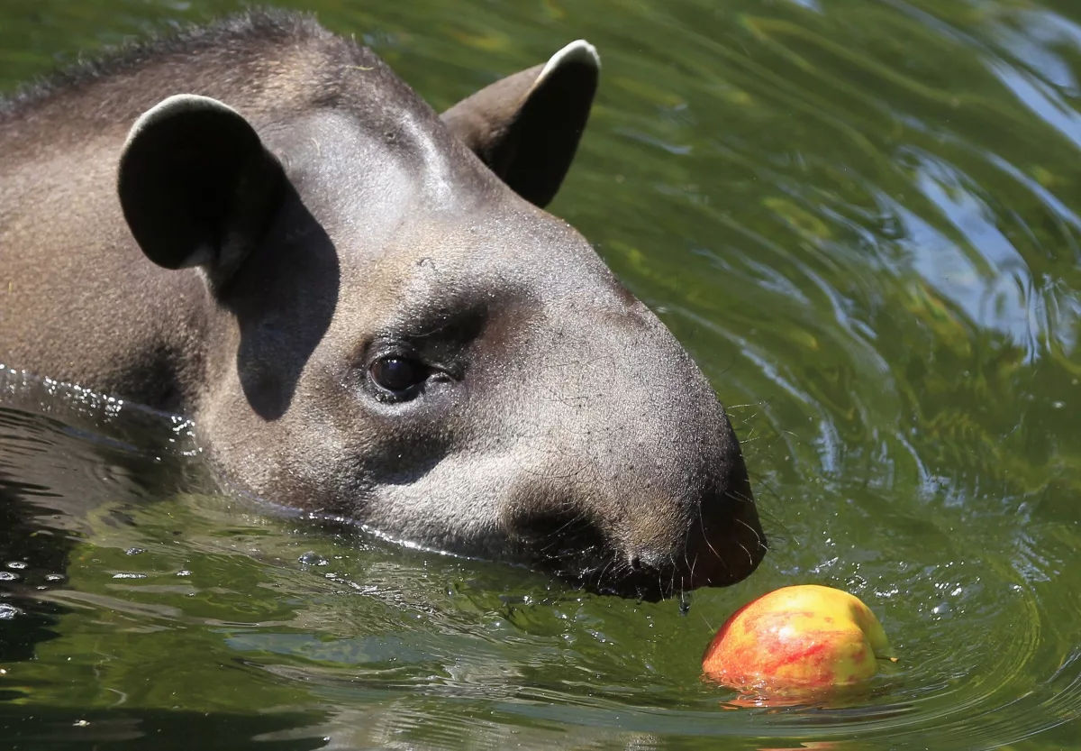 Чепрачный тапир (Tapirus indicus. Малайский тапир. Кабанчик тапир. Малазийский тапир.