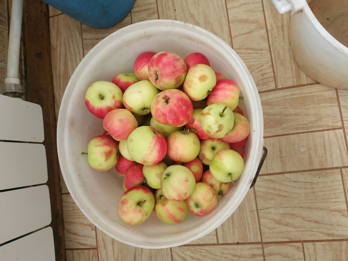 Эти не мытые, а только с яблони