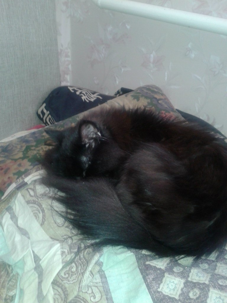 Мохнатый герой этой истории спит на подушке